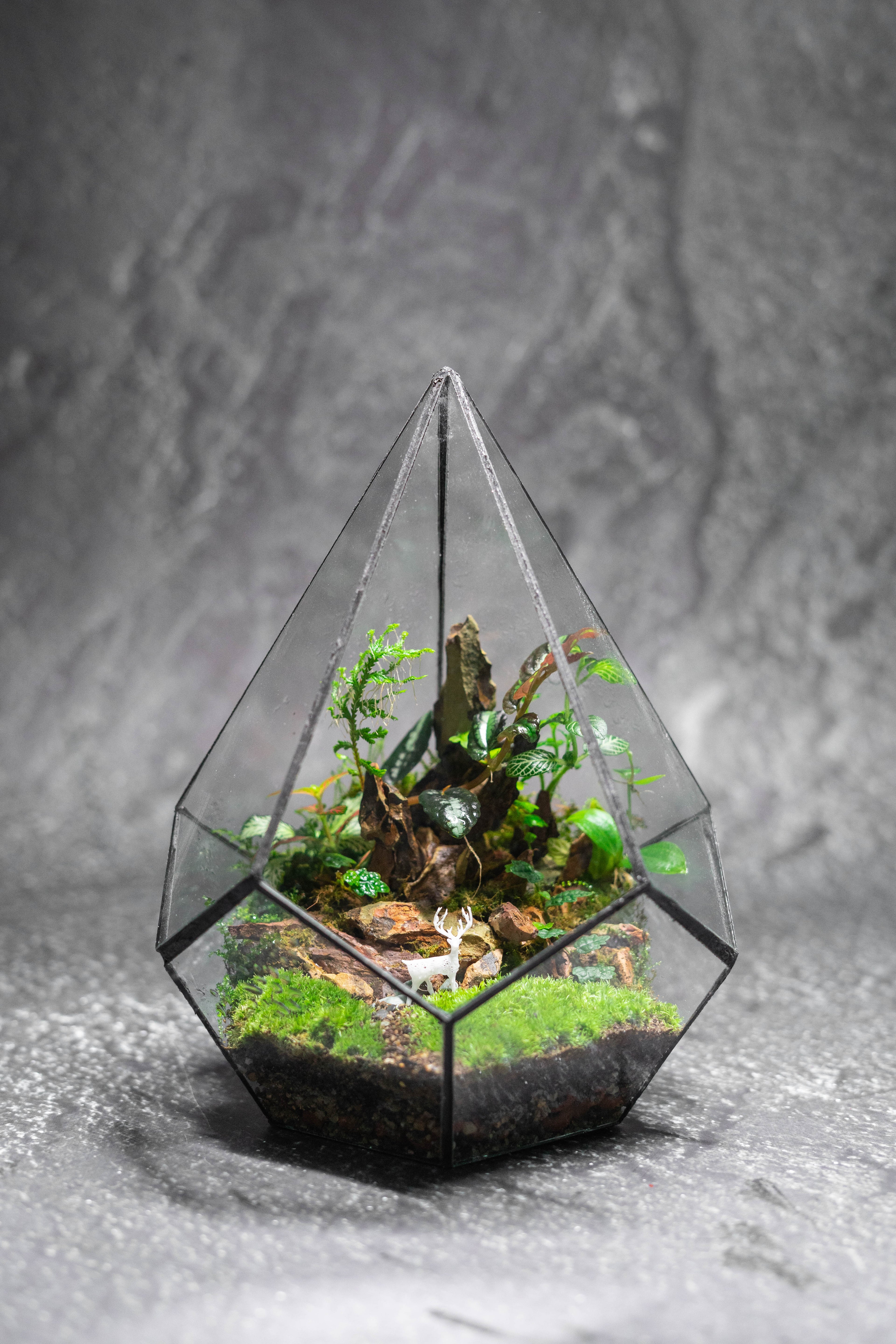 Frostcone Garden