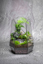 Crystalspire Forest