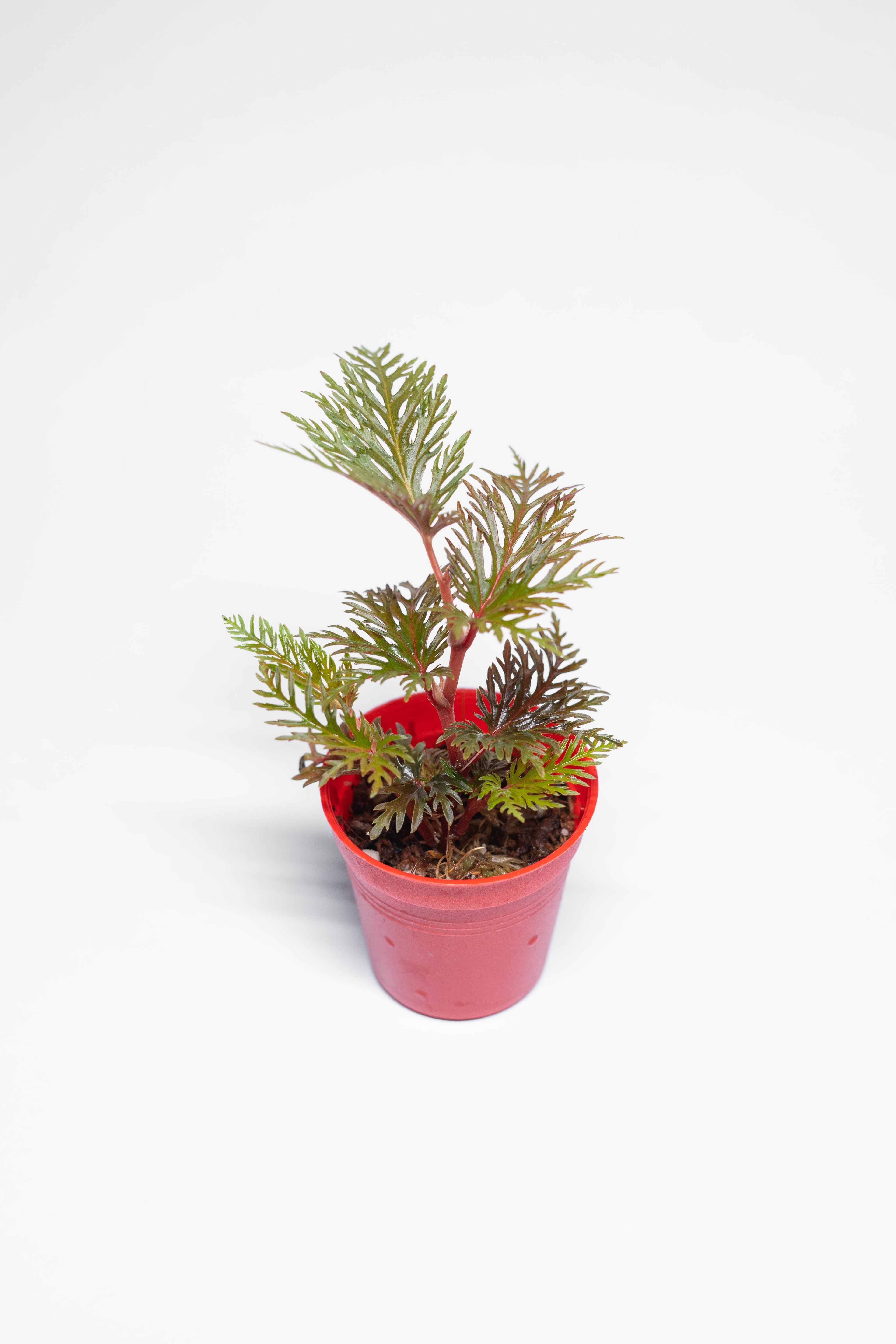 begonia bipinnatifida