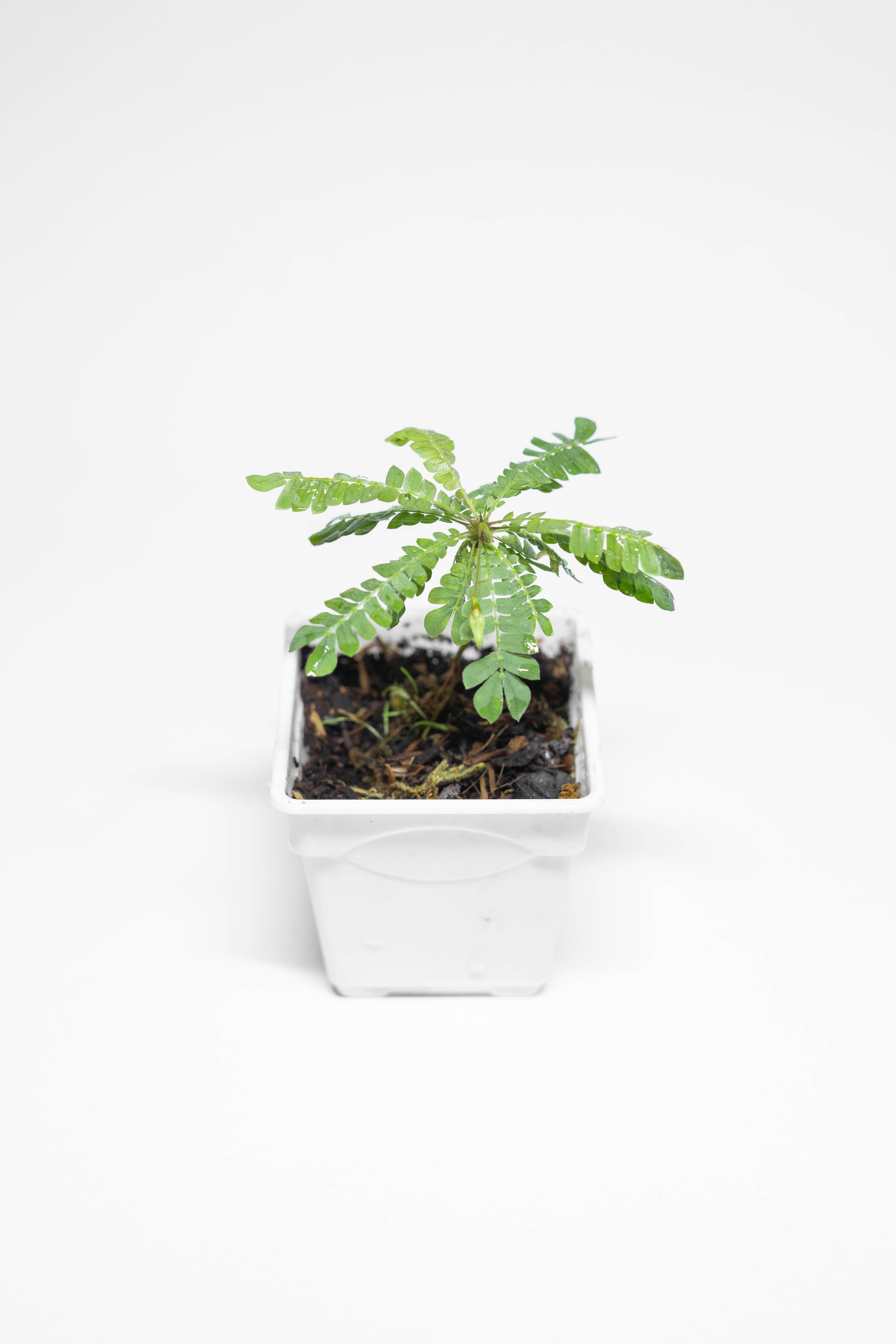 biophytum sensitivum