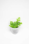 Silver Lace Fern