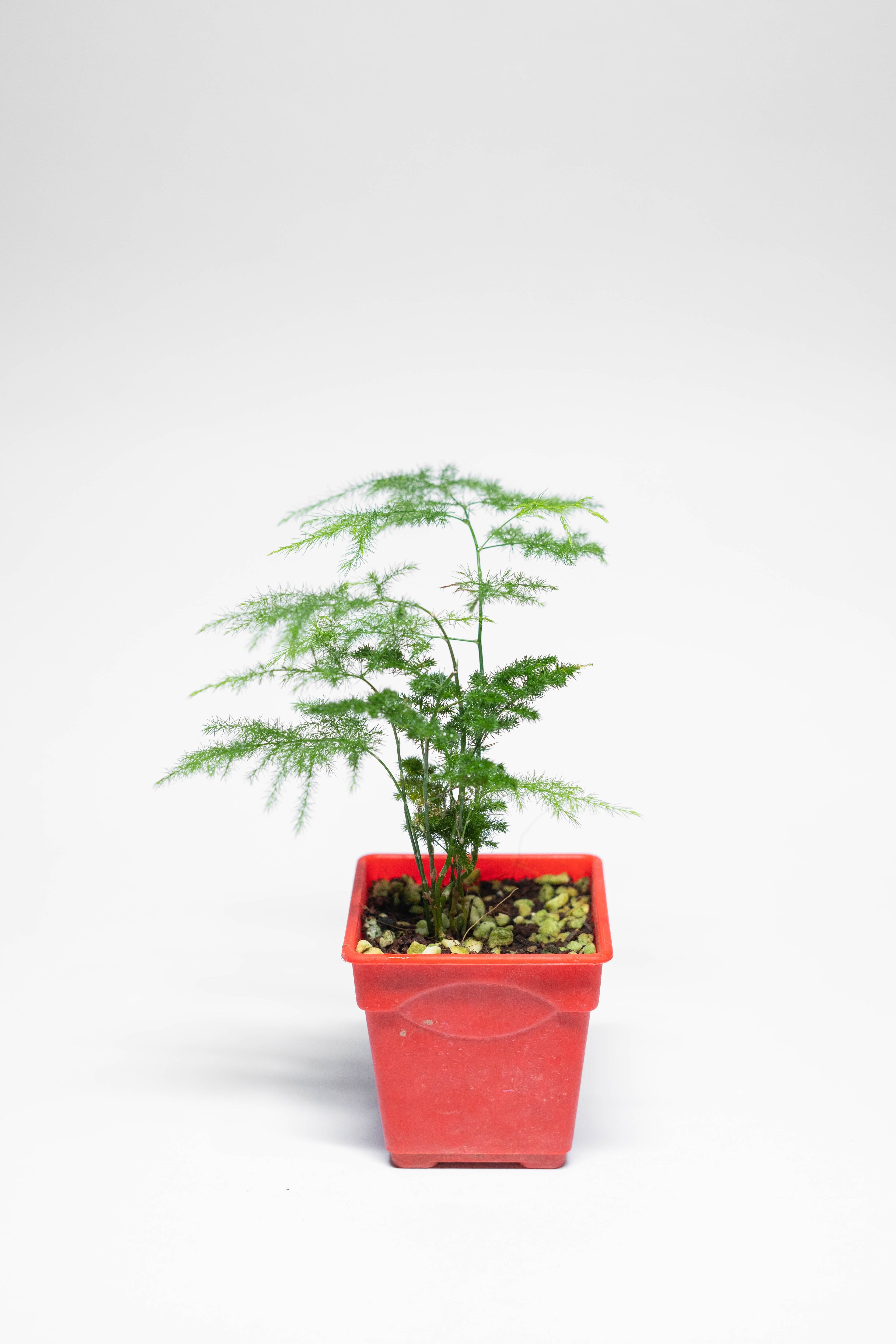 Mini Asparagus Fern