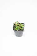 Mini Strawberry Begonia