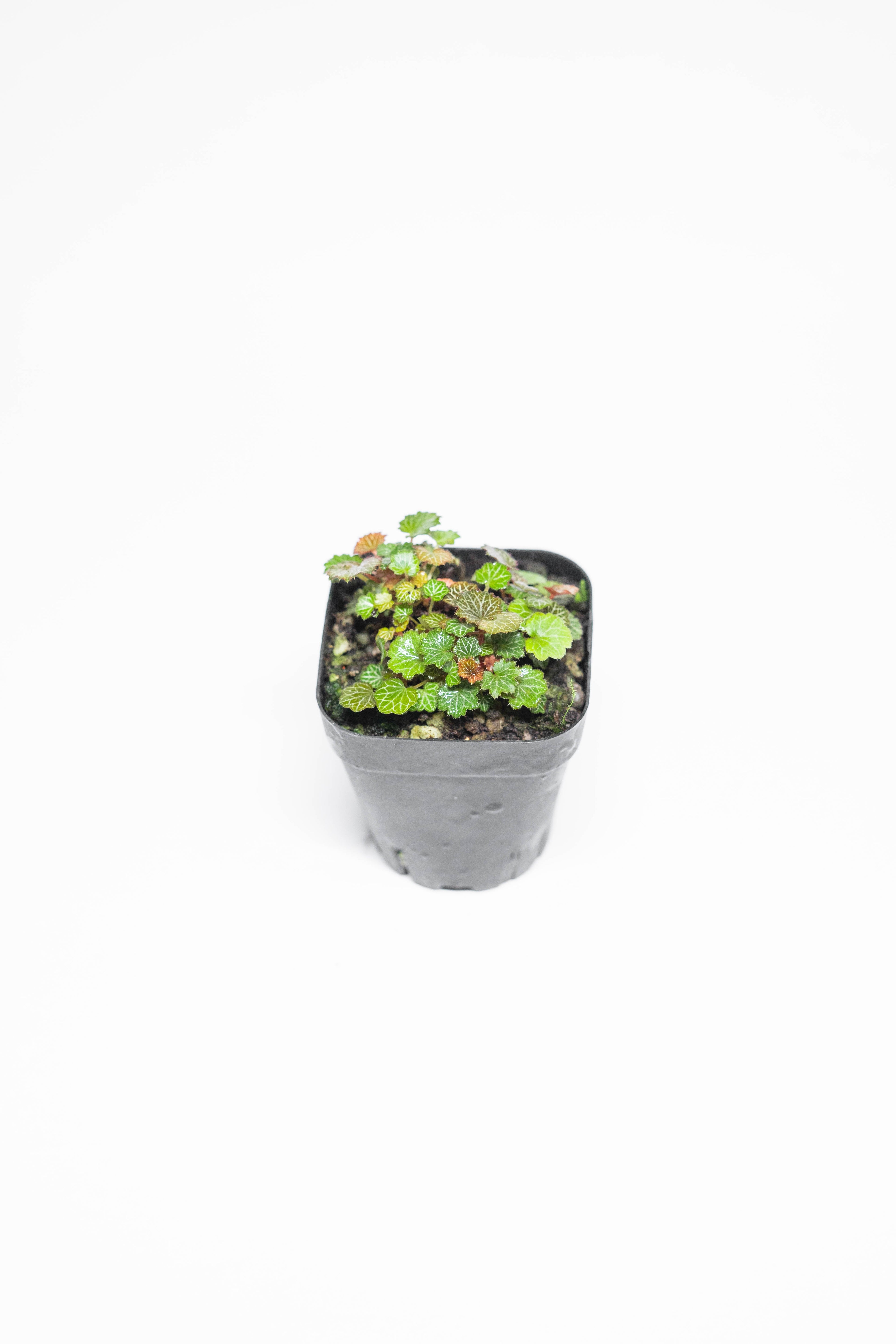 Mini Strawberry Begonia