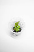 Tri-color fern