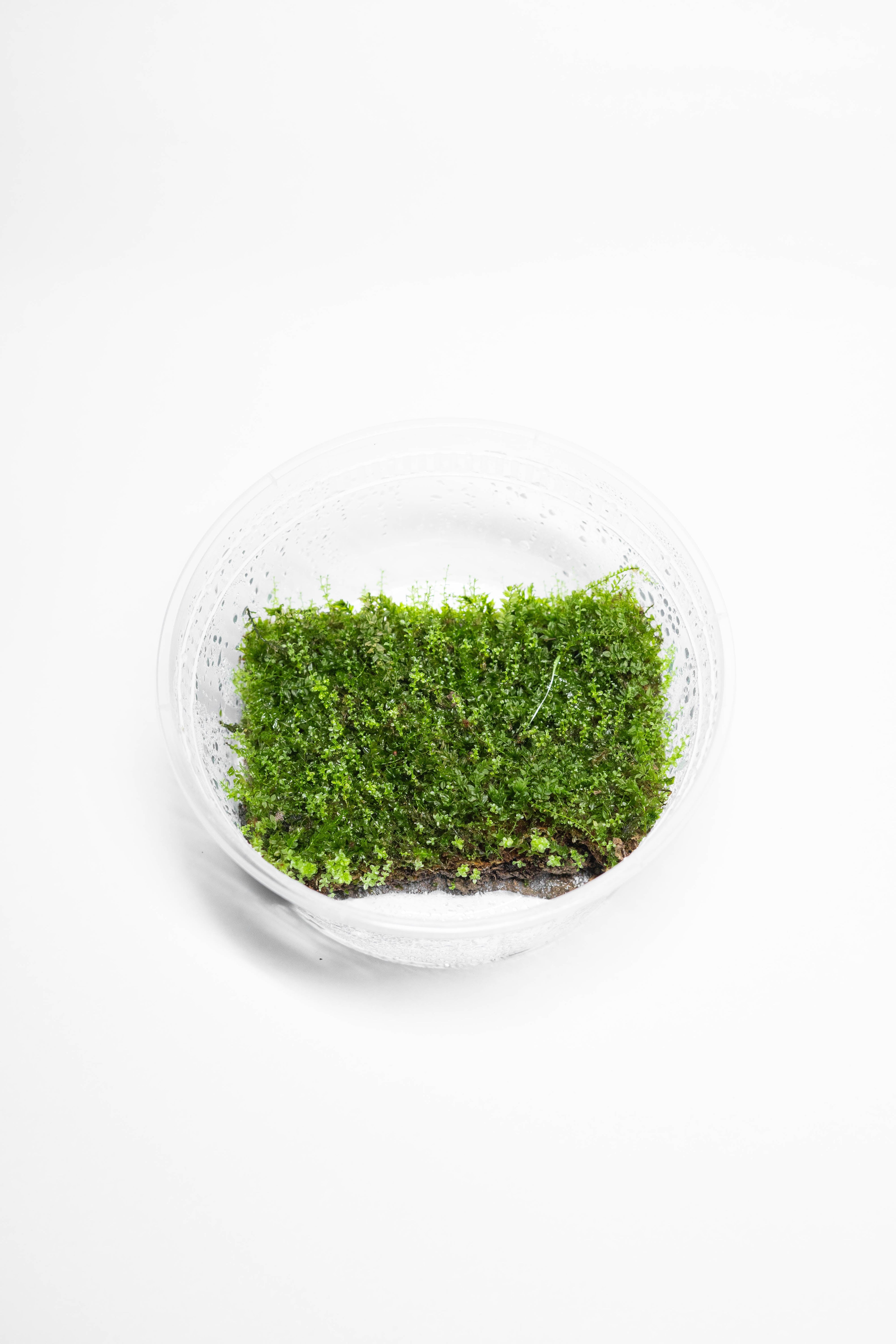 Plagiomnium Moss (Pearl Moss)