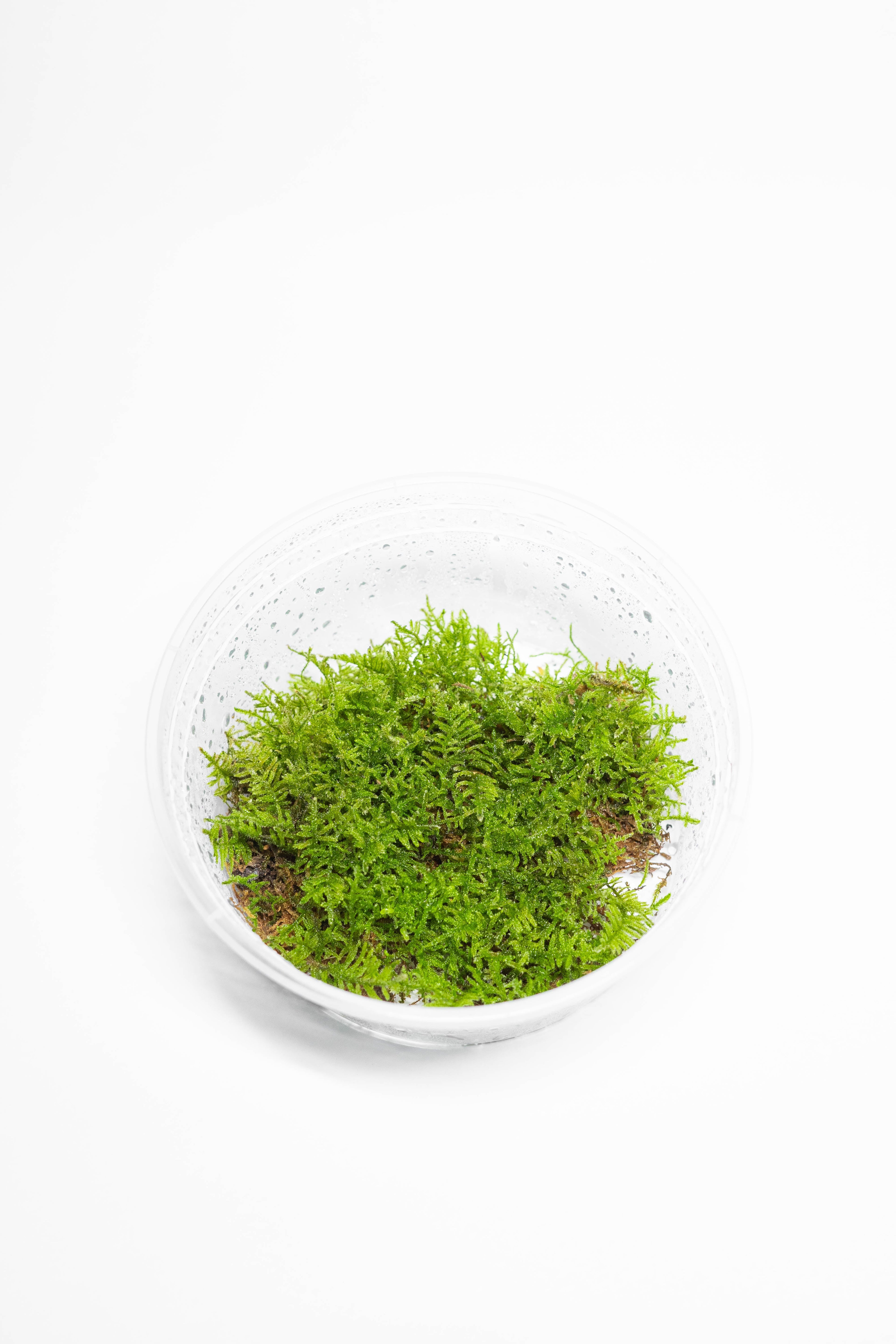 Hypnum Moss (Feather moss)