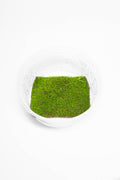 Sheet moss
