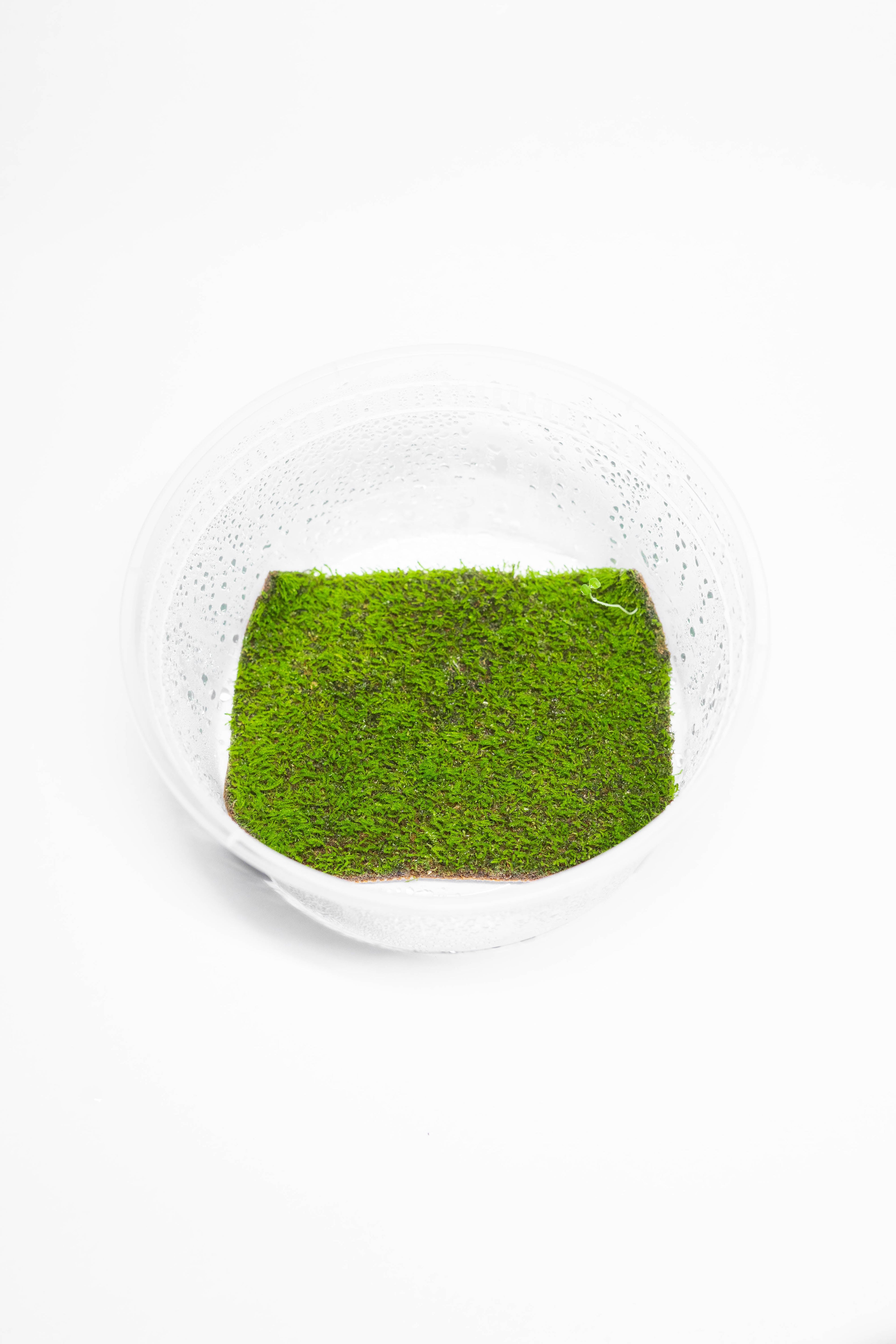 Sheet moss