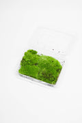 Cushion Moss
