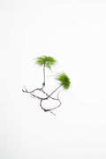 Climacium japonicum (Tree moss)