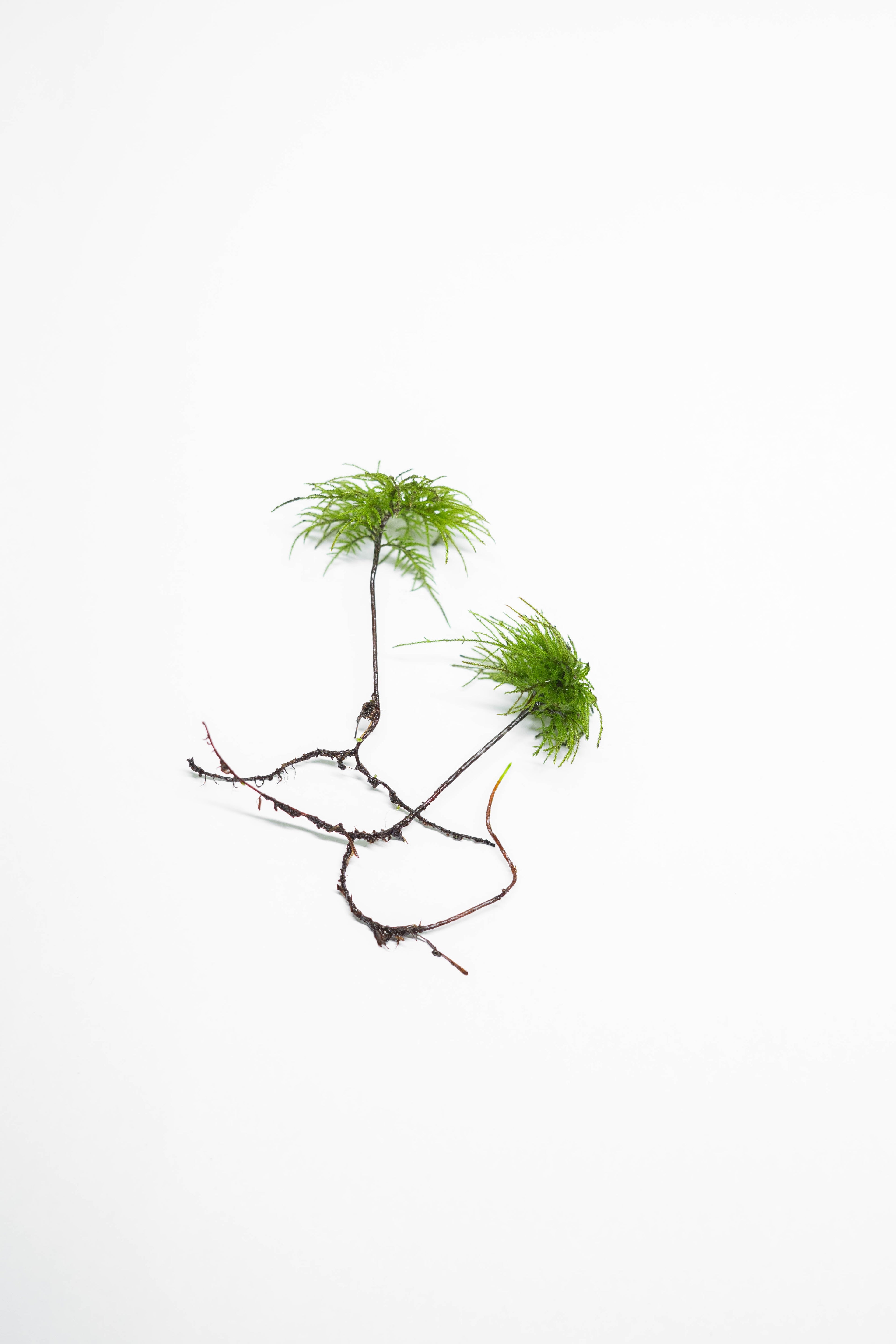 Climacium japonicum (Tree moss)