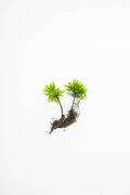 Umbrella moss