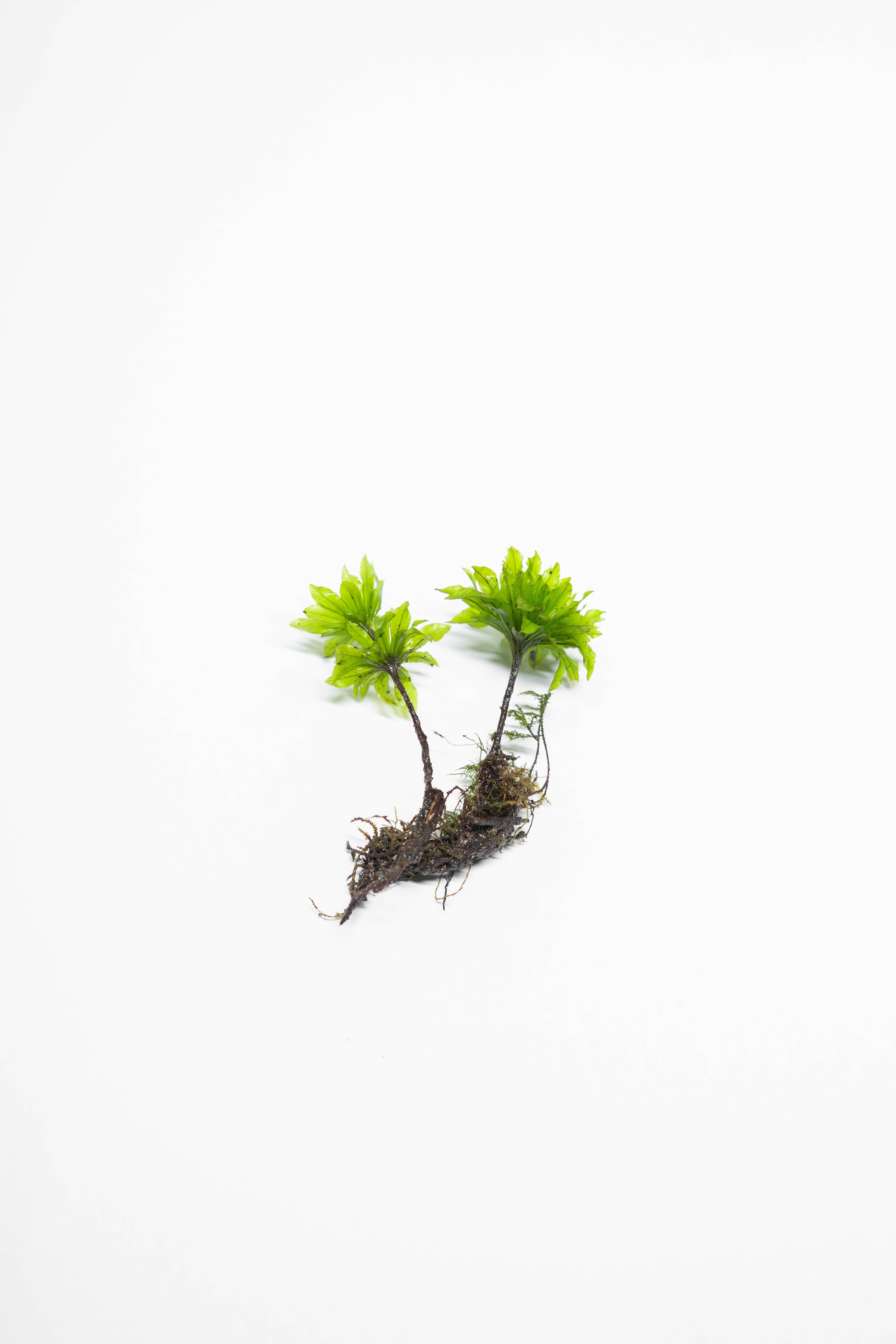 Umbrella moss